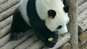 虎虎吃瓜电影,揭秘电影背后的娱乐盛宴