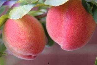 英国吃瓜桃子,揭秘皇室独爱的吃瓜桃子传奇