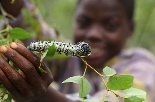瓜哥吃瓜毛毛虫,一场奇妙的食虫之旅