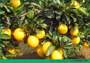 吃瓜和吃橙子哪个好吃点,谁才是夏日美味之王？