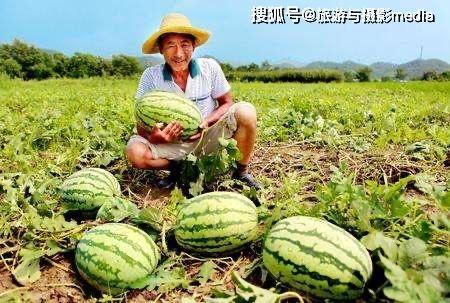 福华路吃瓜趣事,一场别开生面的吃瓜盛宴