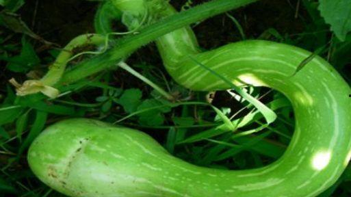 痛风吃蛇瓜,蛇瓜助力健康生活