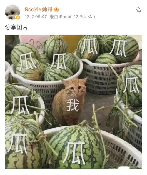 发财和吃瓜,揭秘发财与吃瓜背后的秘密