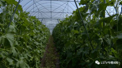 西昌吃瓜墙,揭秘网红打卡地的幕后故事