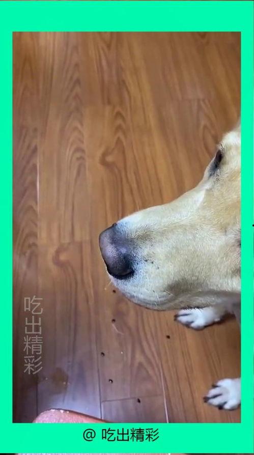 吃瓜小狗特效,揭秘娱乐圈的“瓜田”奇遇记